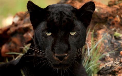 Black Panther [5] wallpaper - Animal wallpapers - #26742