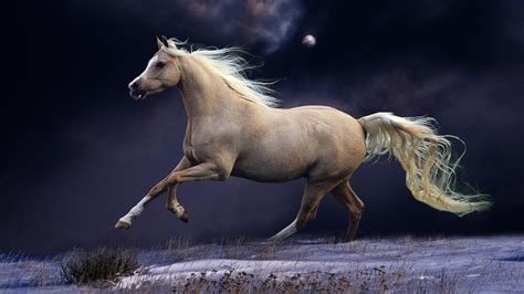 Horse Wallpapers | Best Wallpapers