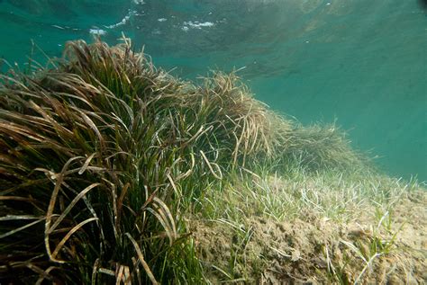 Seagrass Beds may Reduce Disease in Marine Organisms, and Humans!