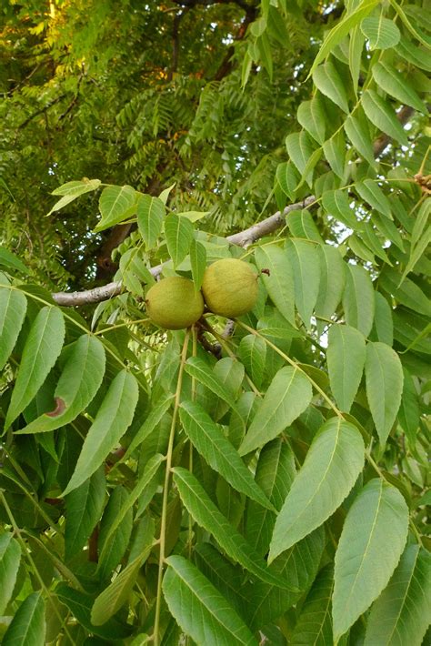 Wild Harvests: Black Walnut