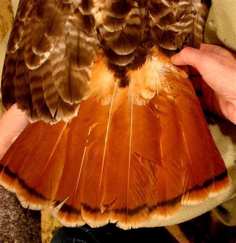 Red-tailed hawk tail feathers | Red tailed hawk, Red tail hawk feathers ...