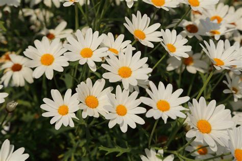 Meaning of Daisy Flowers And Other Facts About These Lovely Blooms