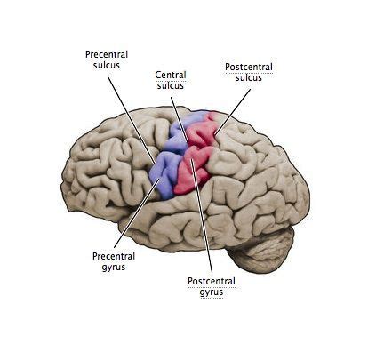 Anatomy: Precentral Gyrus, Central Sulcus, Postcentral Gyrus