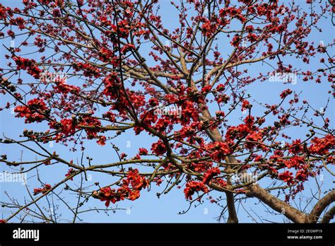 Silk Cotton flower also known as Bombax Ceiba, Shimul. Spring flowers ...