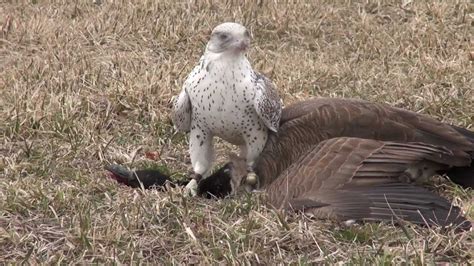 Gyrfalcon Hunting