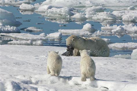 Polar Bear Hunting A Seal by Gabrielle Therin-weise