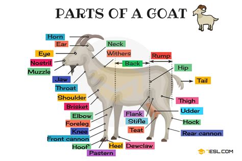 Goat Anatomy: Parts of a Goat in English with Pictures • 7ESL