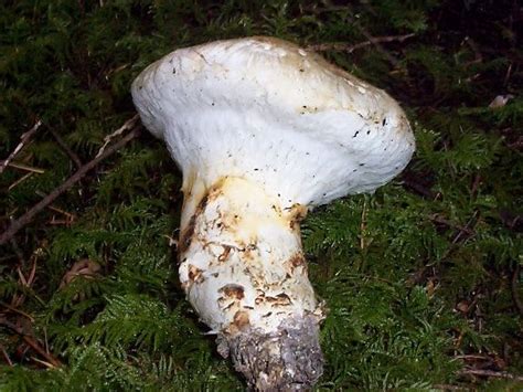 Tricholoma magnivelare Pine Mushroom