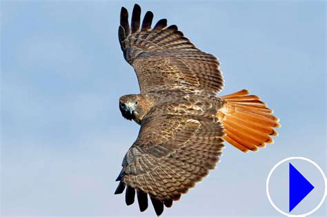 Red Tailed Hawks Ithaca | Live Streaming Webcam | New York State