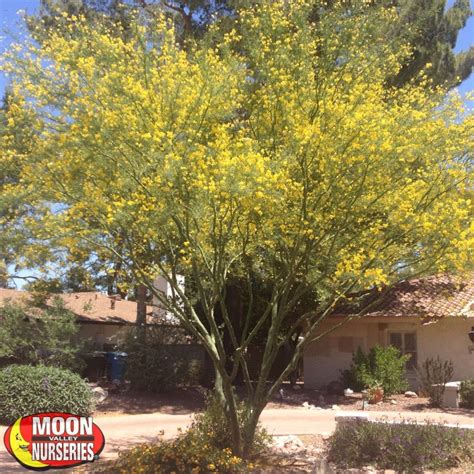 Flowering Desert Trees for Arizona