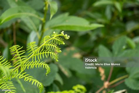 Detail Of The Young Leaves Of Pteridophyta Ferns Or Taxon Filicopsida ...