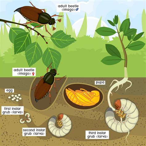 Break the Beetle-Grub Cycle! | ProLawn | Pest Control