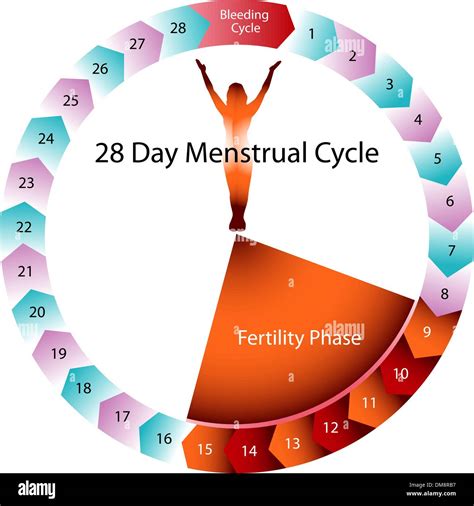 Menstrual Cycle Fertility Chart Stock Vector Art & Illustration, Vector ...