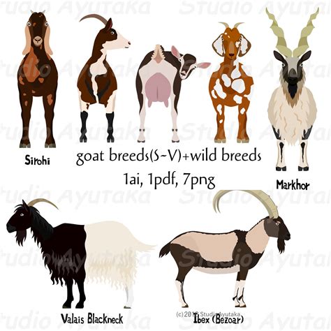 Goat Breeds SV & Wild Breeds Bundle Ai Pdf Png - Etsy