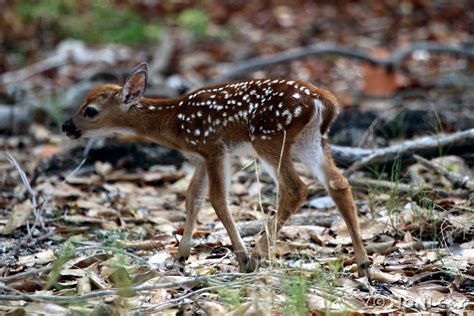 Key Deer Fawn – Born To Blend | Noni Cay Photography