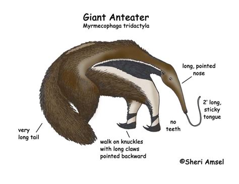 Anteater Tongue Anatomy