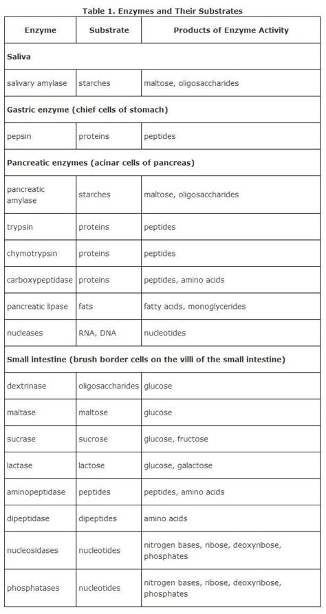 Digestive Enzymes | Biochemistry notes, Enzymes biology, Human ...