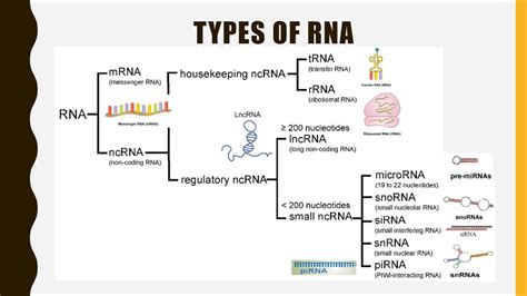 Rna Plays a Role in Which of the Following