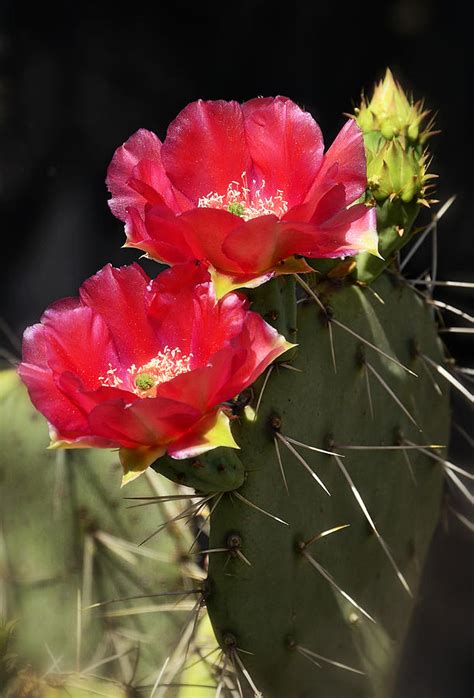 Red Prickly Pear Cactus Photograph by Saija Lehtonen