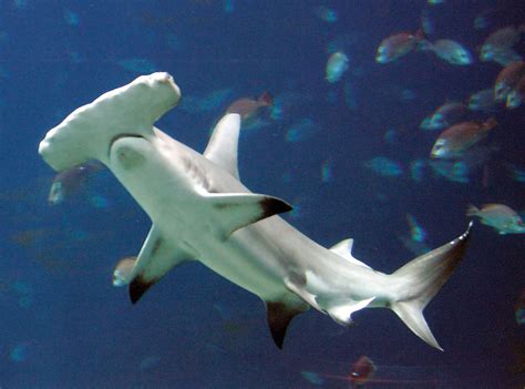 Hammerhead shark | Diet, Size, & Facts | Britannica