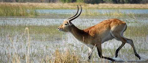 Sitatunga | African Wildlife Foundation