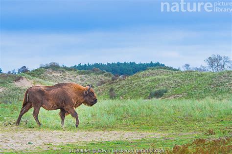 Stock photo of European bison (Bison bonasus) in habitat, Zuid ...