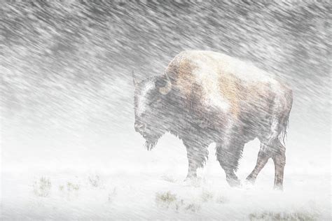 Buffalo in Winter Snow Storm in Yellowstone National Park Photograph by ...