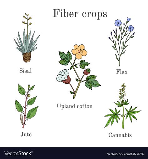 Fiber crops - cotton sisal flax jute cannabis Vector Image