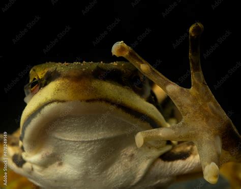 Frog showing its unique toes and body structure for aquatic life Stock ...