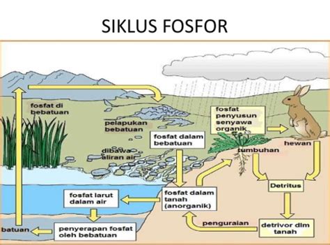 BIOLOGI SMA: SIKLUS AIR, SULFUR DAN FOSFOR