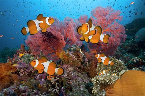 Clownfish Family On Tropical Coral Reef Photograph by Jeff Hunter