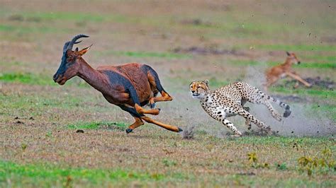 #63590 Cheetah Chasing Prey, Antelope, Gazelle, predator (Animal ...