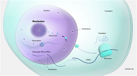 Genetic Makeup Of A Cell - Mugeek Vidalondon