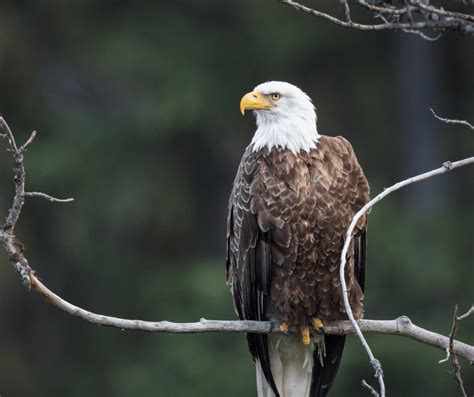 Bald Eagle Symbolism: Meaning and Significance