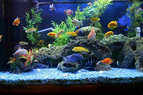 Fish and Aquarium blog: Must Have Aquarium Accessories | Aquarium fish ...