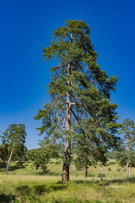 Evergreen Trees on the Zlatibor Mountain in Serbia Stock Image - Image ...