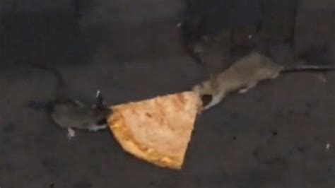 Pizza Rat, the Sequel: Rival Rats Try to Steal Slice in Tug of War on ...