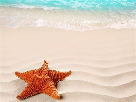 Starfish Wallpapers - Wallpaper Cave