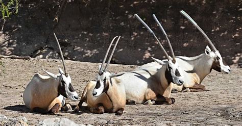 Sharjah Safari Park - A Must-Visit Destination for Families and ...