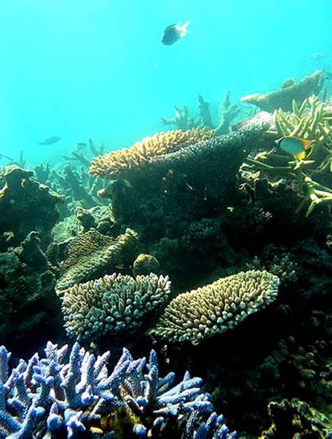 Picture Information: Coral Reef of Phoenix Islands in Kiribati