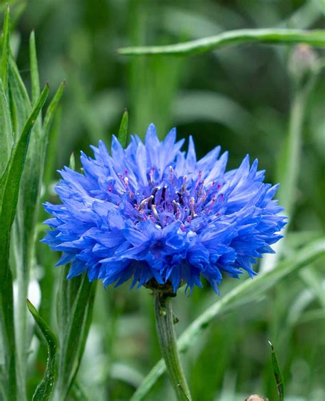 Cornflower blue | Flower seeds, Macro photography flowers, Beautiful ...