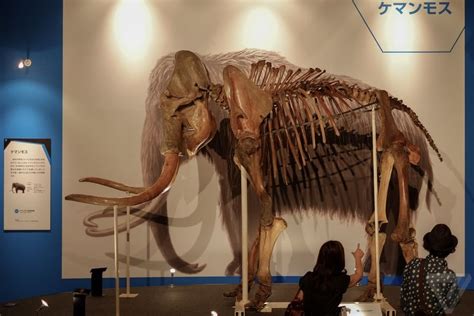 Meet Yuka, the 39,000-year-old mummified woolly mammoth scientists want ...