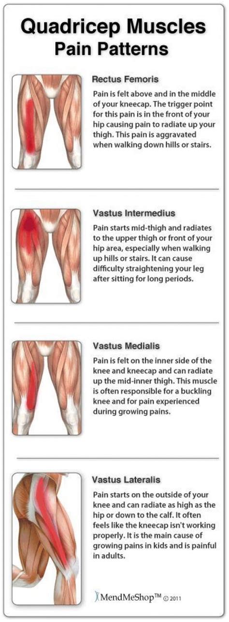 Thigh Muscle Pain, Thigh Muscles, Thigh Muscle Anatomy, Quad Muscles ...