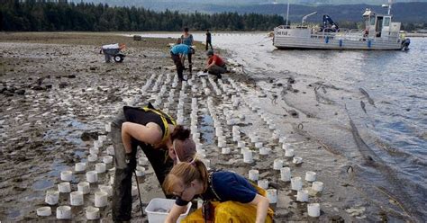 Protect Zangle Cove: Industrial Geoduck Farming DOES Impact the Tidelands