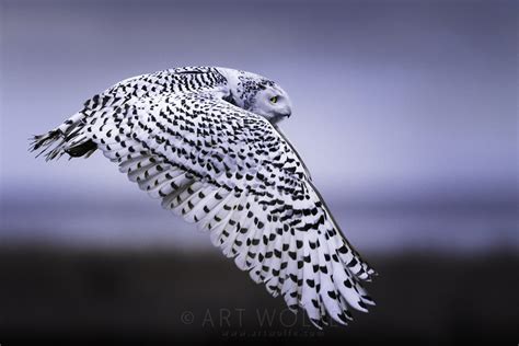 Snowy Owl in Flight