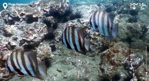 Snorkeling at Playa Hermosa, Guanacaste | Snorkeling in Costa Rica