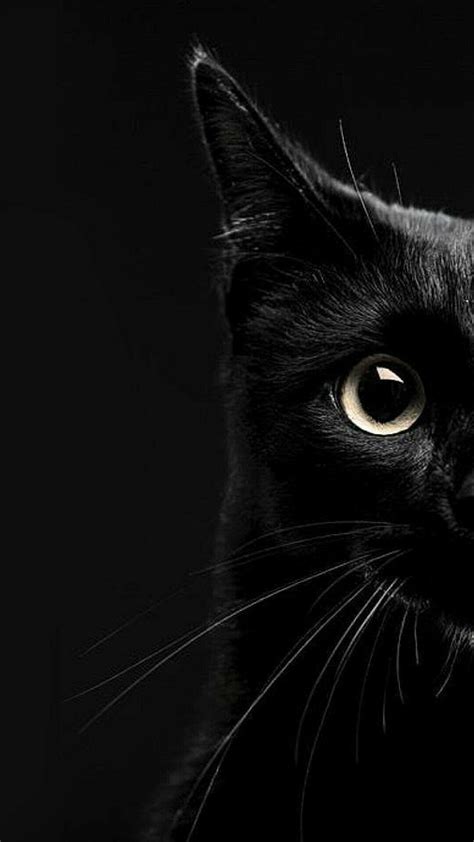 20 Greatest wallpaper aesthetic black cat You Can Download It Free Of ...