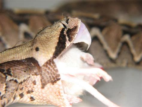 Baby Gaboon Viper Feeding Pic... | MonsterFishKeepers.com