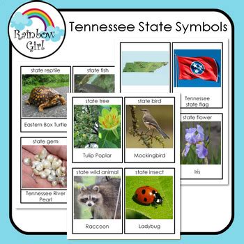 Tennessee State Symbols by Rainbow Girl | Teachers Pay Teachers