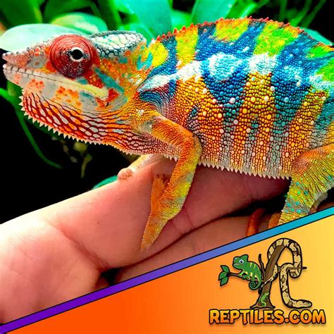 Ambilobe Panther Chameleon for sale | Ambilobe Chameleons sale